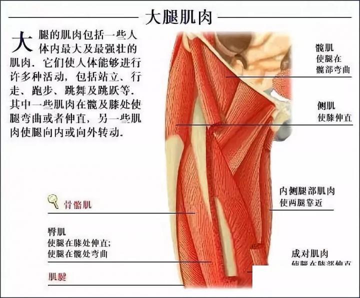 右大腿结构图图片