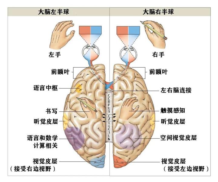 从生物角度解析:招财猫是是左撇子还是右撇子?