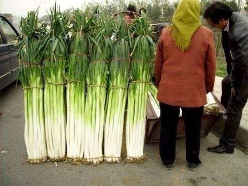 葱是荤菜是的它一大家子都是