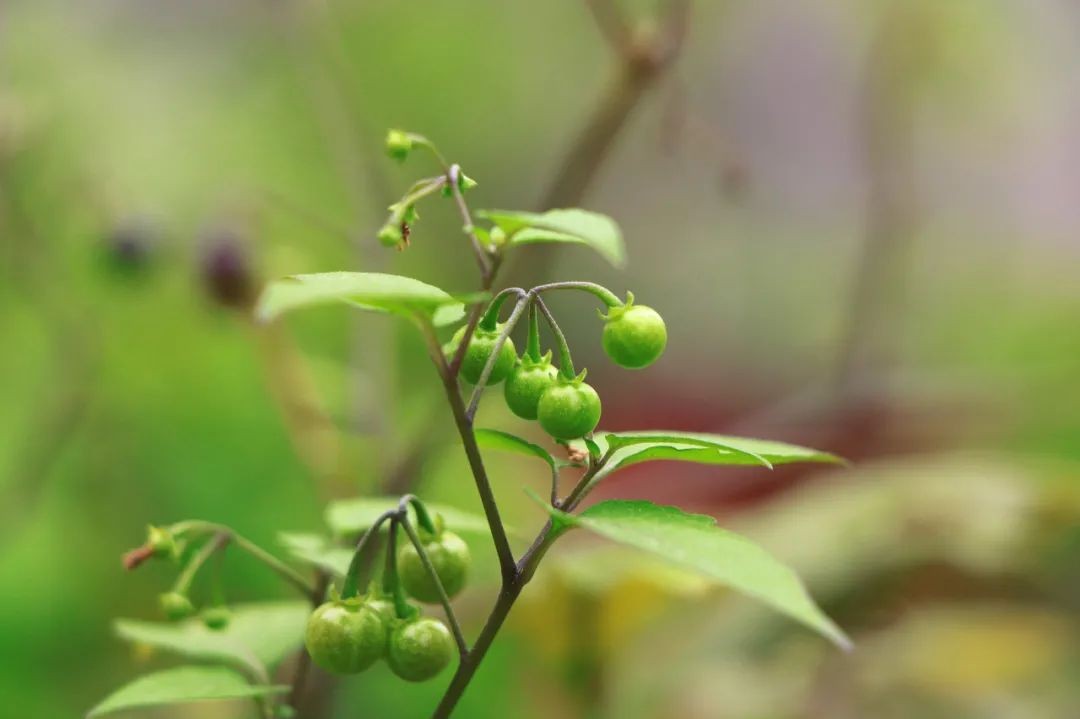 云南为什么这么香