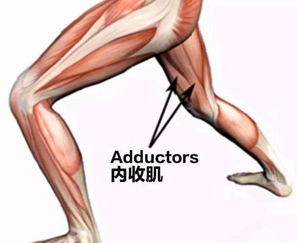 内收肌在大腿上?