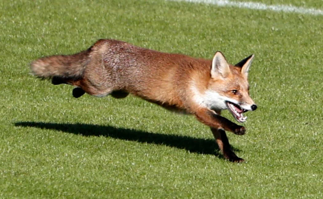 图片报一只狐狸误入拜仁训练场与球员一起冲刺跑