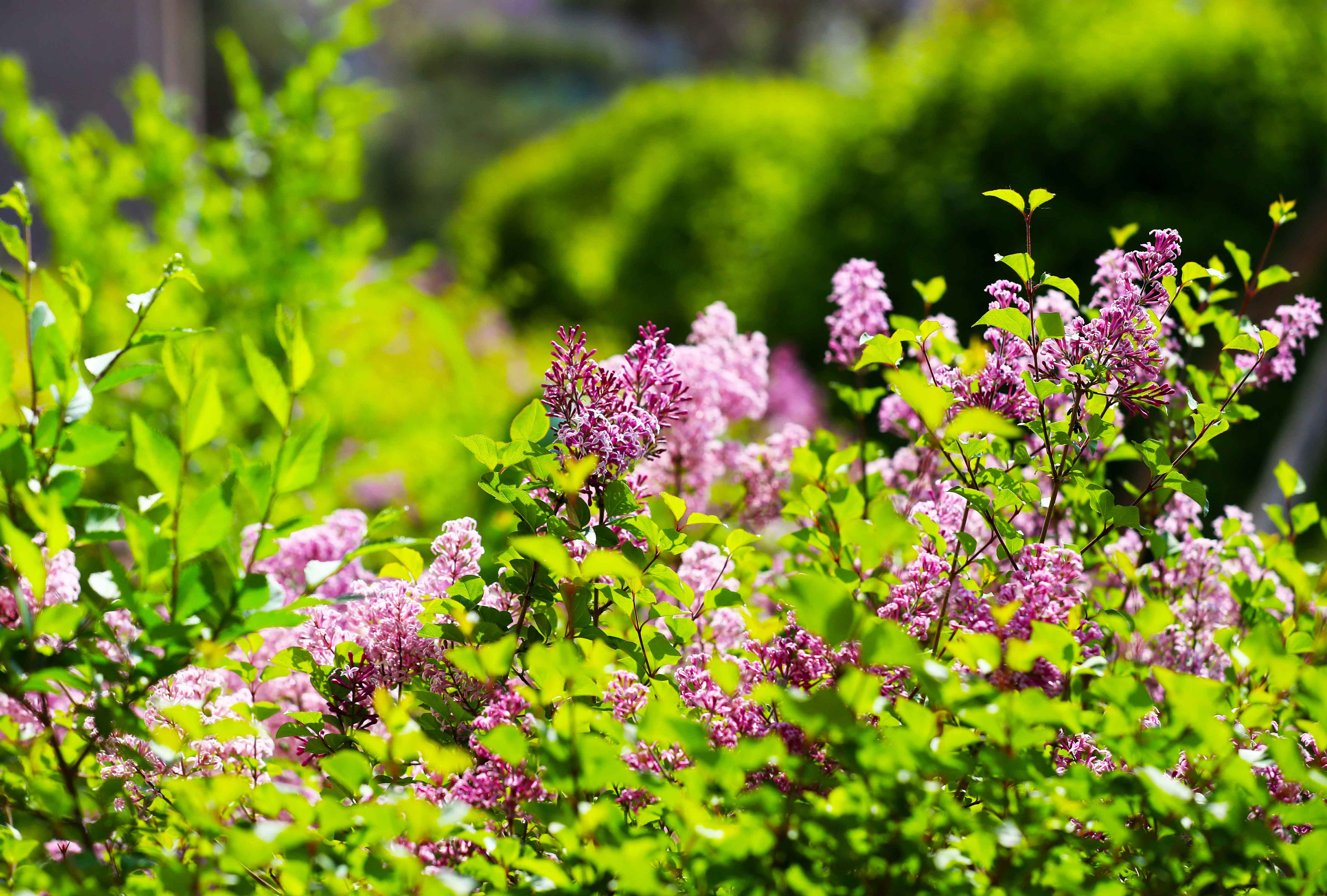森林花园康养长春亚泰净月基地小满生机盎然