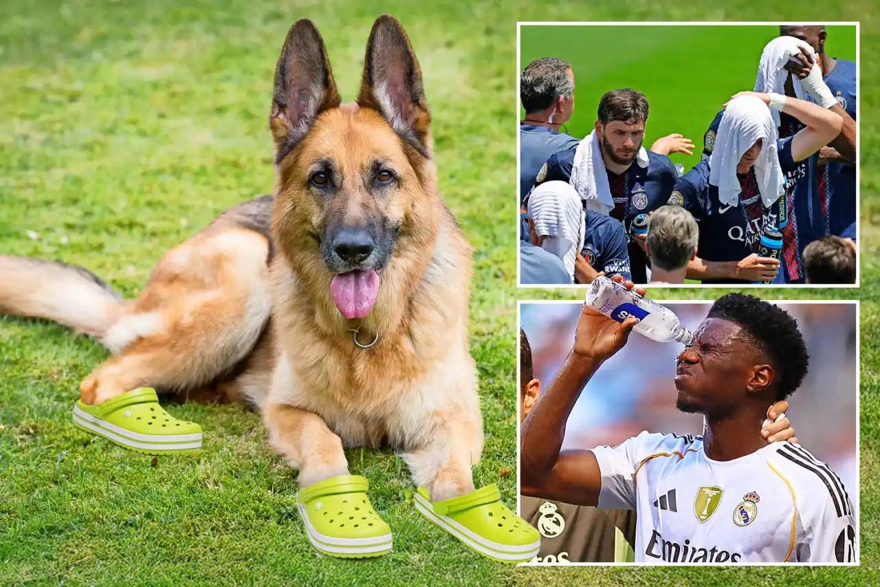 持续高温，世俱杯的嗅探犬也穿着防护鞋避免脚底被灼伤
