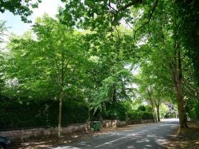 利物浦传奇基冈被允许砍伐引起争议树木