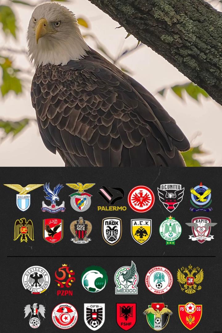 盘点:球队的队徽"鹰"元素足球俱乐部队徽里面有鹰.